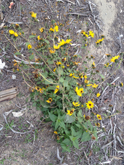 Helianthus annuus
