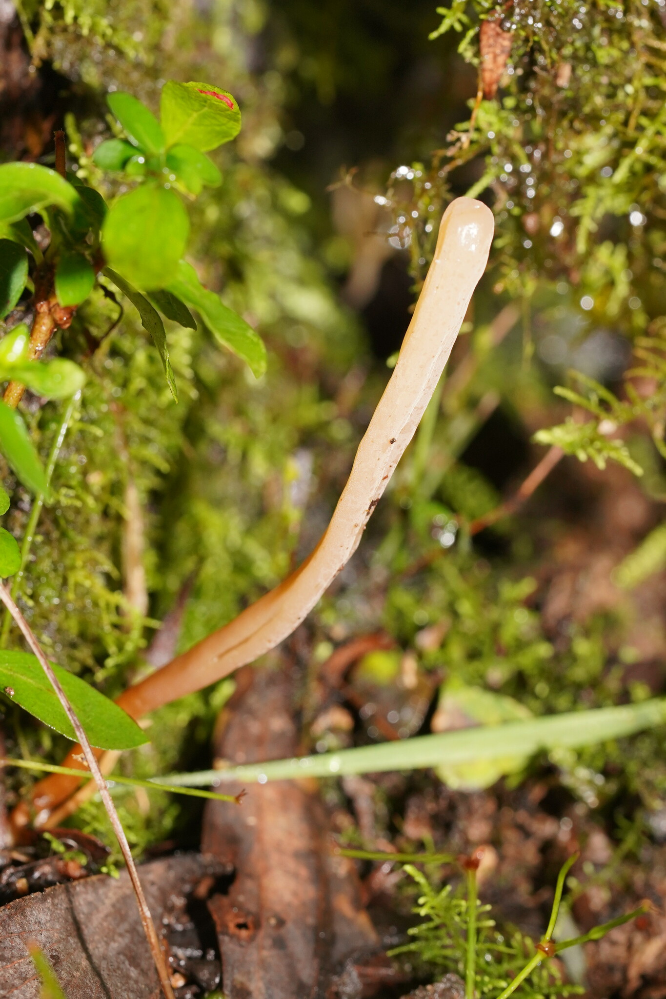 Clavaria tenuipes FrühjahrsKeule
