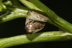 Alosextius carinatus