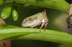 Alosextius carinatus