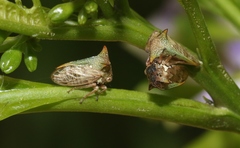 Alosextius carinatus
