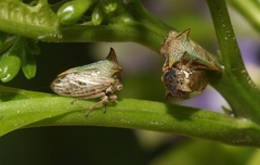 Alosextius carinatus