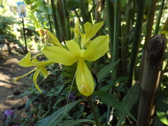 Barleria oenotheroides