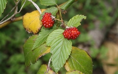 Rubus probus
