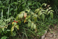 Rubus probus