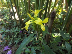 Barleria oenotheroides