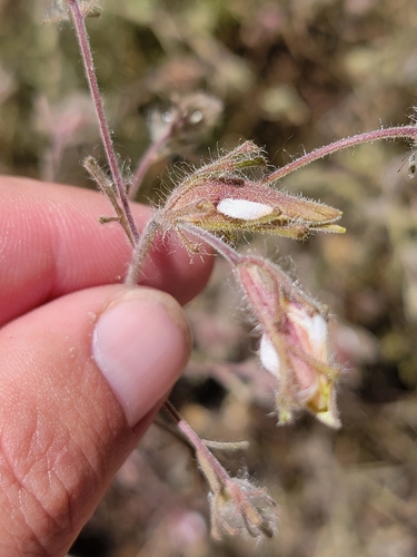 Image of Cordylanthus pilosus by (c) Colin J Pryor, some rights reserved (CC BY)