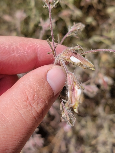 Image of Cordylanthus pilosus by (c) Colin J Pryor, some rights reserved (CC BY)