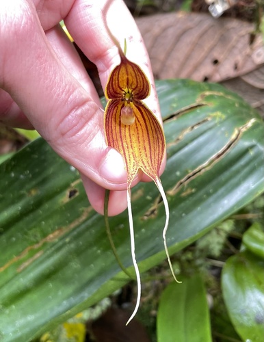 Dracula dodsonii (Luer) Luer 2