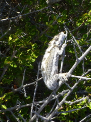 Bradypodion occidentale