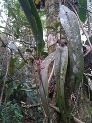 Pleurothallis lindenii