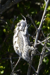 Bradypodion occidentale