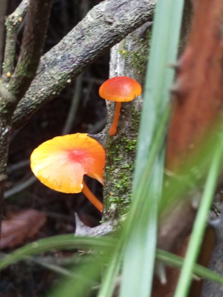 Cyptotrama hygrocyboides