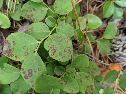 Red Ringspot Virus Blueberry red ringspot virus (Soymovirus maculavaccinii) · iNaturalist
