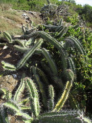 Stenocereus standleyi
