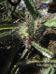 Stenocereus standleyi