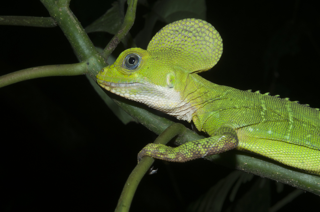 Western Basilisk