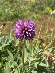 Trifolium beckwithii