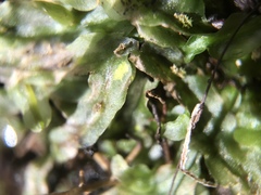 Pallavicinia