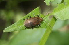 Galerucella placida