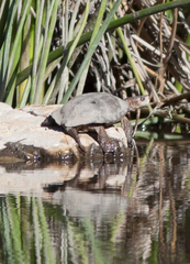 Actinemys marmorata pallida
