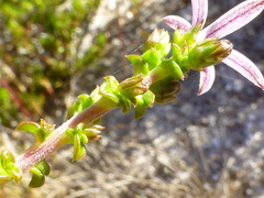 Wahlenbergia tenella