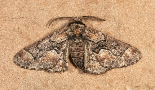Phaeoura aetha