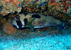 Diodon liturosus