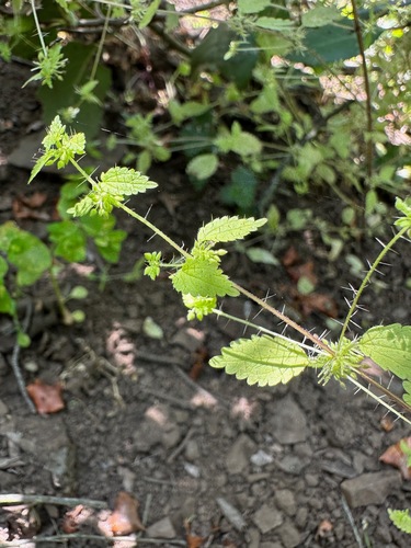 Image of Hesperocnide tenella by no rights reserved