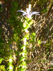 Wahlenbergia tenella
