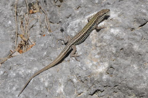 Cretan Wall Lizard, photo 7 of 9