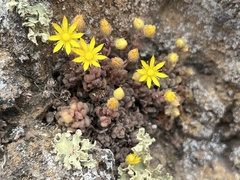 Aichryson tortuosum var. tortuosum image