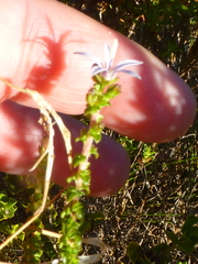 Wahlenbergia tenella
