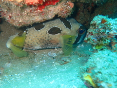 Diodon liturosus
