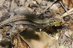 Podarcis cretensis