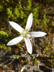 Wahlenbergia tenella