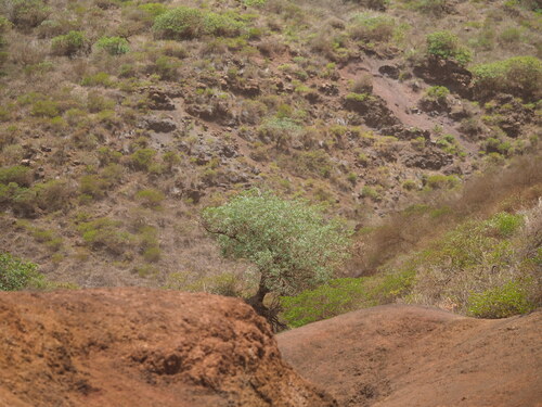 Myoporum sandwicense observed 2023-06-22