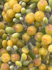 Tetraena fontanesii image