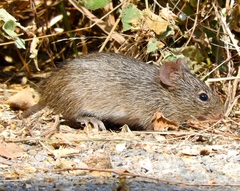 Sigmodon arizonae