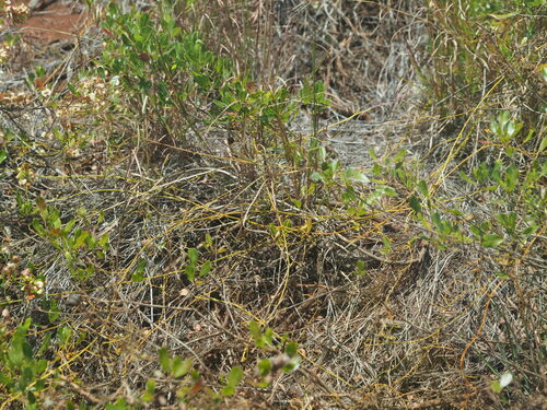 Cassytha filiformis observed 2023-06-22