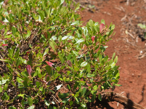 Dodonaea viscosa observed 2023-06-22