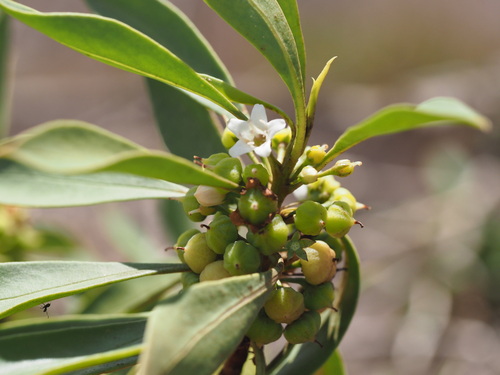 Myoporum sandwicense observed 2023-06-22
