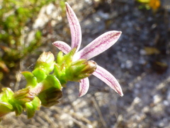 Wahlenbergia tenella