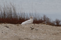 Larus hyperboreus leuceretes