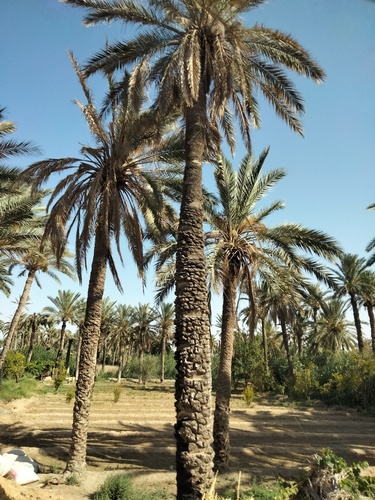 Date Palm