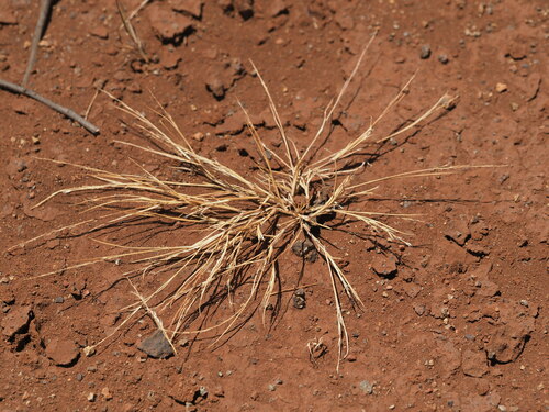 Panicum fauriei observed 2023-06-22