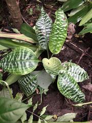 Dracaena goldieana