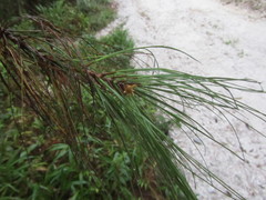 Pinus occidentalis