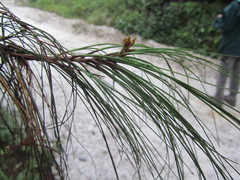 Pinus occidentalis