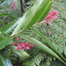 Renealmia jamaicensis - Photo (c) J. Burke Korol, μερικά δικαιώματα διατηρούνται (CC BY-NC), uploaded by J. Burke Korol
